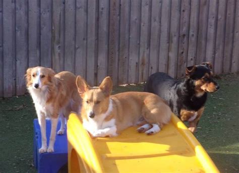 Top 10 Best Doggy Day Care in Annapolis, MD